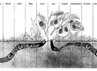 visualización de datos con insectos